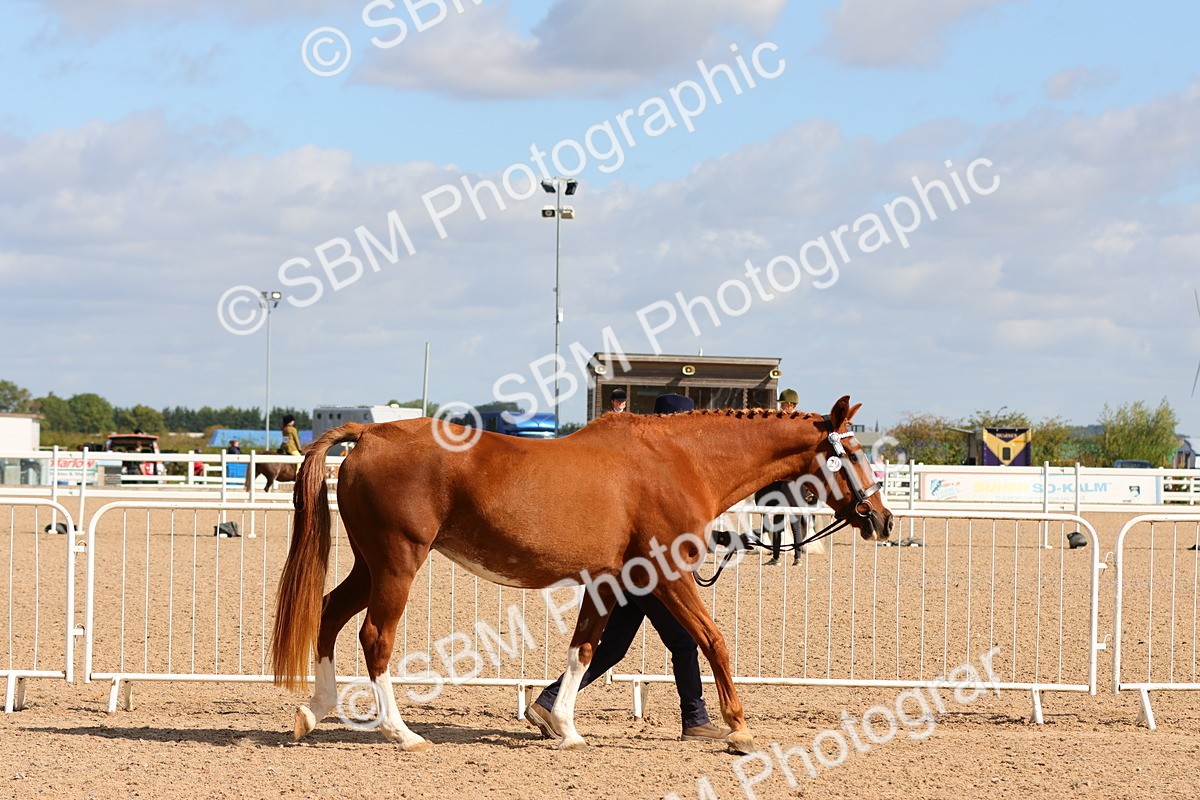 SBM_11154 - Class 208 - IH Veteran Horse