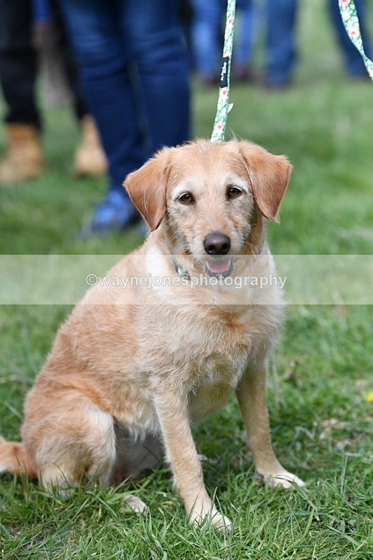 WJ5_9289 - Class 1 Best Cross Breed / Heniz 57