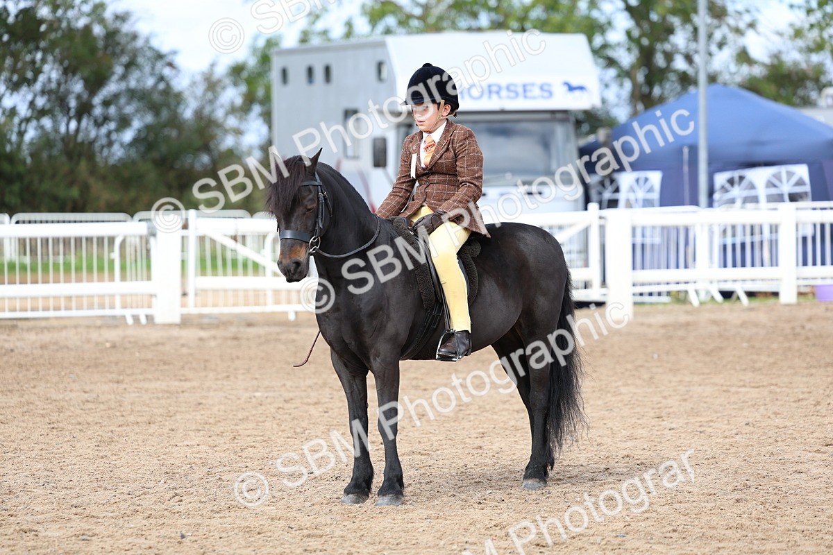 SBM_01881 - Class 18 - Handsomest Gelding - IH or Ridden