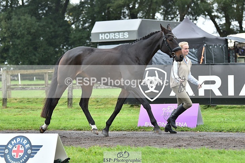 231018-124238-00467 - 047-FIREBALL.III-Oda.Christine.Lippestad-TrotUp