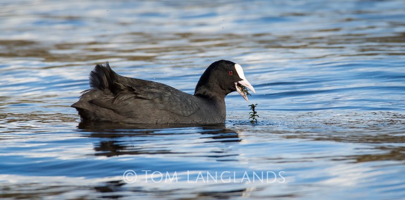 Coot - Rails and Crakes