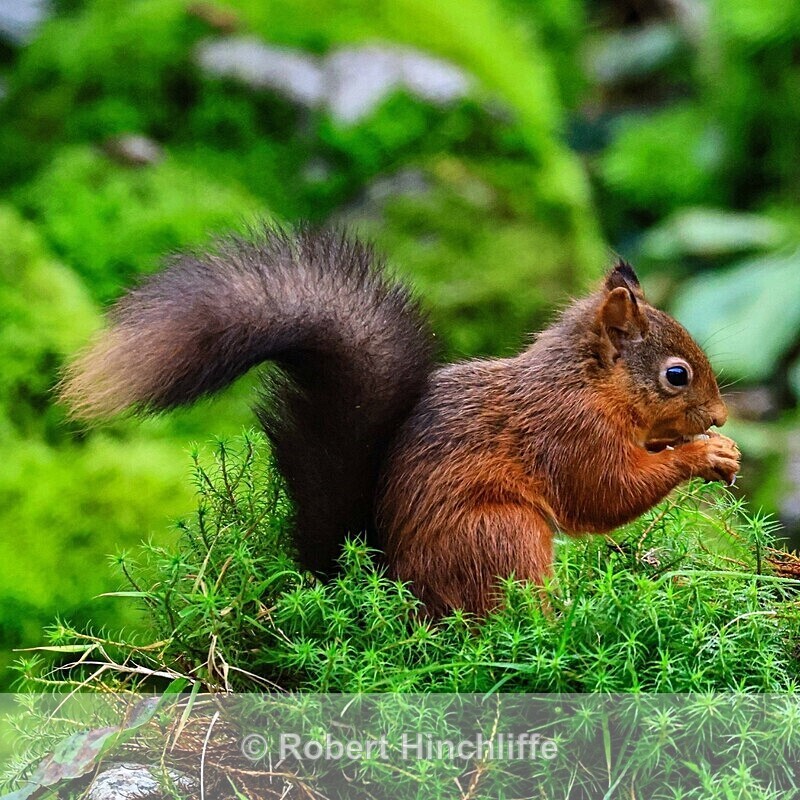 Red Squirrel - Cards 2