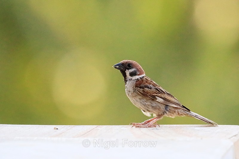 Eurasian Tree Sparrow, Lovina, Bali - Eurasian Tree Sparrow