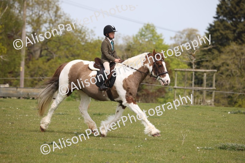 20260426-4452 - Class 34 - Best Riding Horse Over 14.2hh