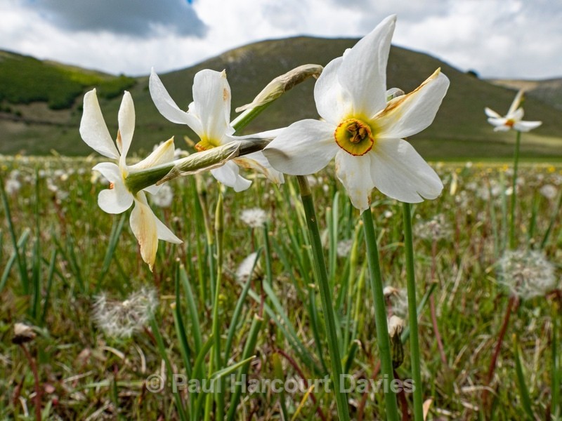 Poet's Narcissus (Narcissus poeticus) on the Piano Grande - Flowers in the Landscape - 1