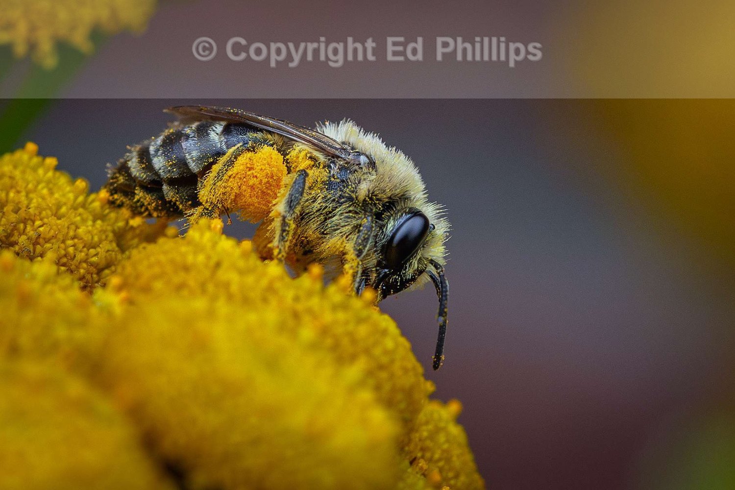 Davies' Colletes Bee