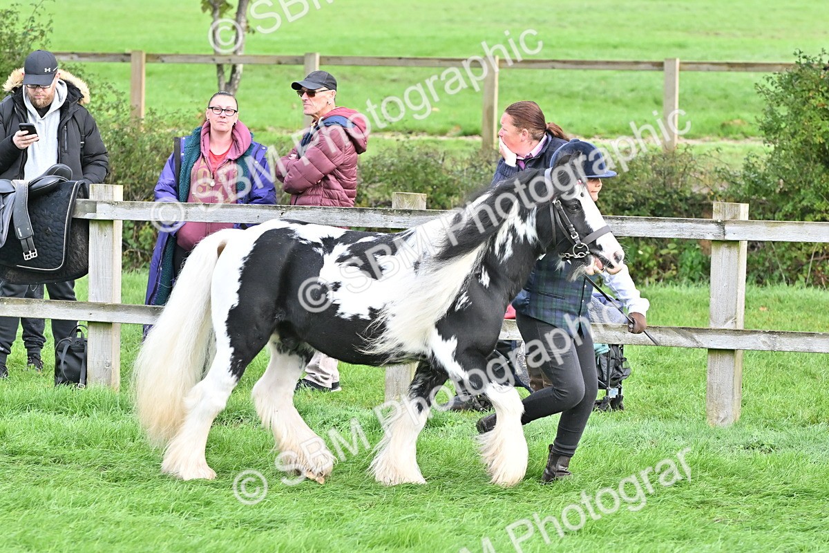 SBM_56864 - S45 - Coloured Pony In Hand