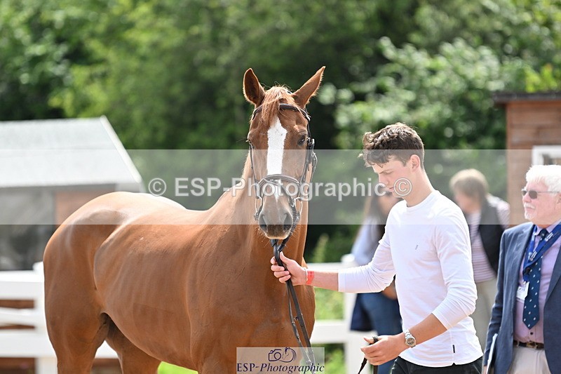 240717A-144221-02215 - Trot Up 2pm to 3pm - This folder is not in time order