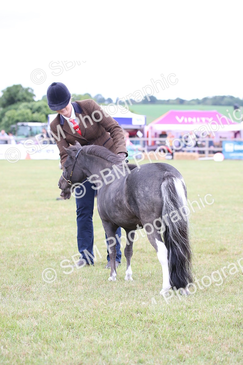 SBM_04006 - Class 23-25 - British Miniature Horse of the Year