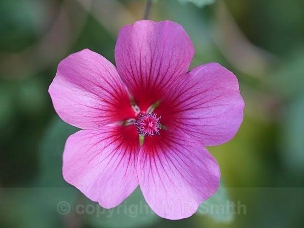 Mallow Close Up - NEW GALLERY AS A SOUTH AFRICAN RESIDENT