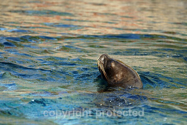 Patagonian Sea Lion - Other Wildlife Species
