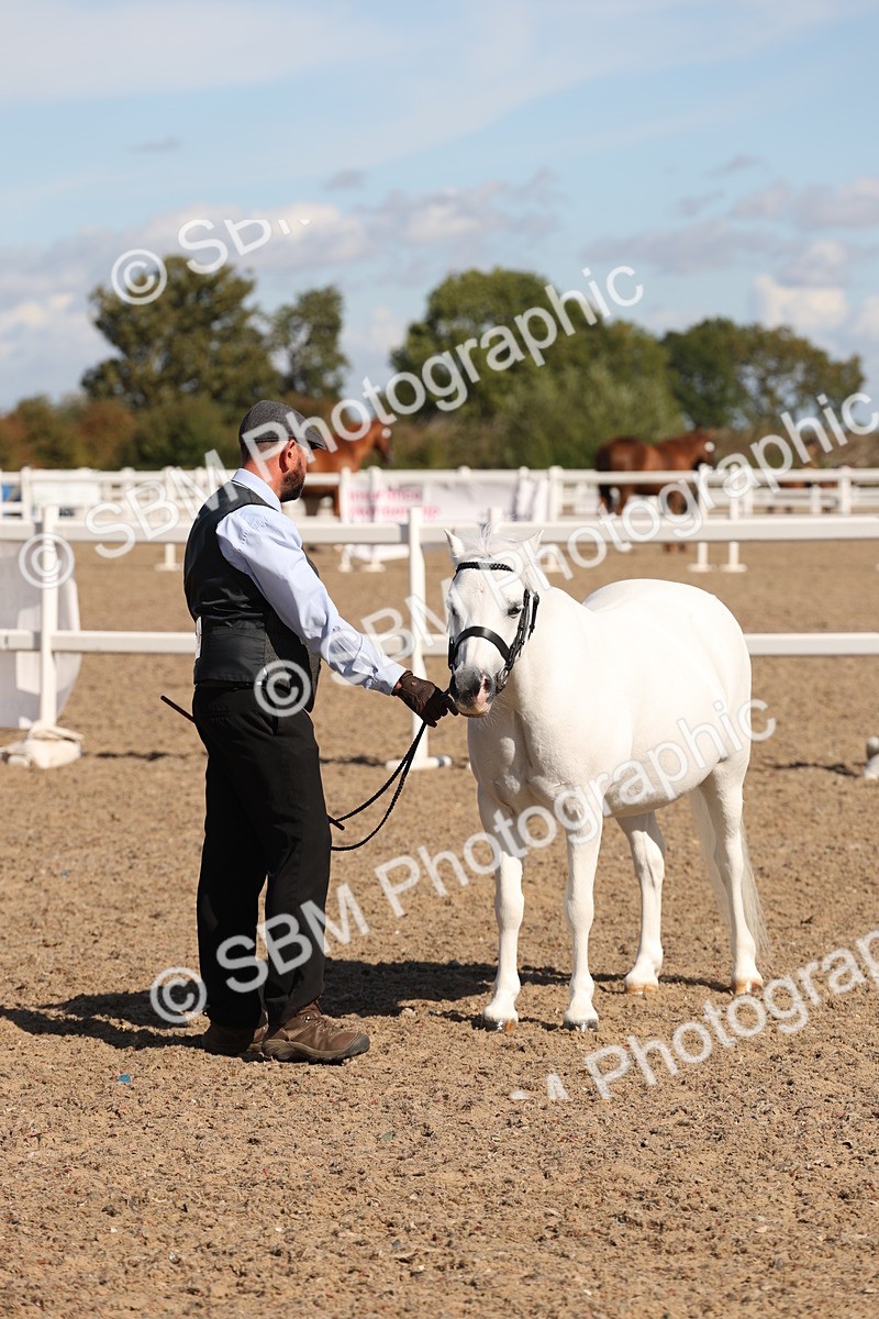 SBM_13925 - Class 205 - IH Show Pony - Show Hunter Pony