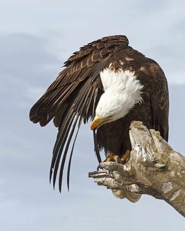  - Bald Eagles
