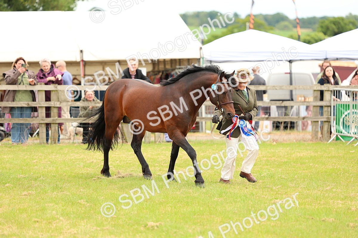 SBM_03597 - Class 58-67 - M&M Non Welsh Pony In hand