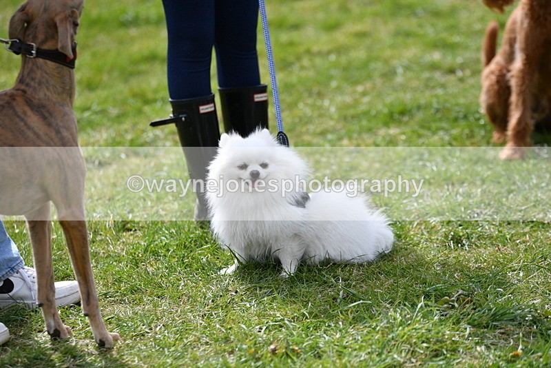 WJ5_9843 - Class 3 Most Handsome Dog