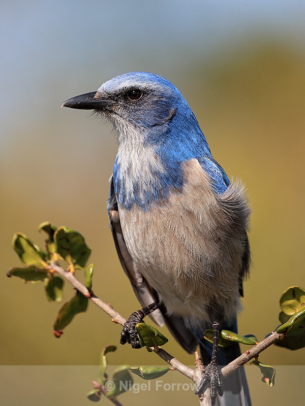 Close view of Florida Scrub-Jay at Shamrock Park, Venice, Florida - Florida Scrub-Jay