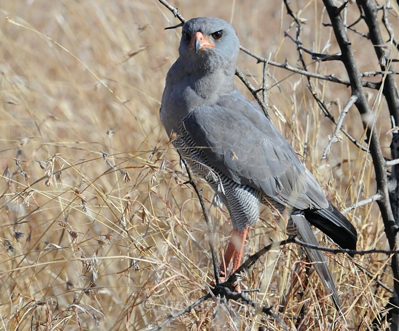 Dark-chanting Goshawk - South Africa Birds and Mammals