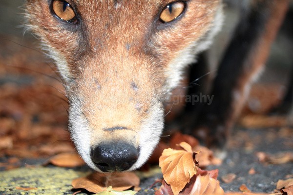  - Urban Foxes, Bristol, Great Britain