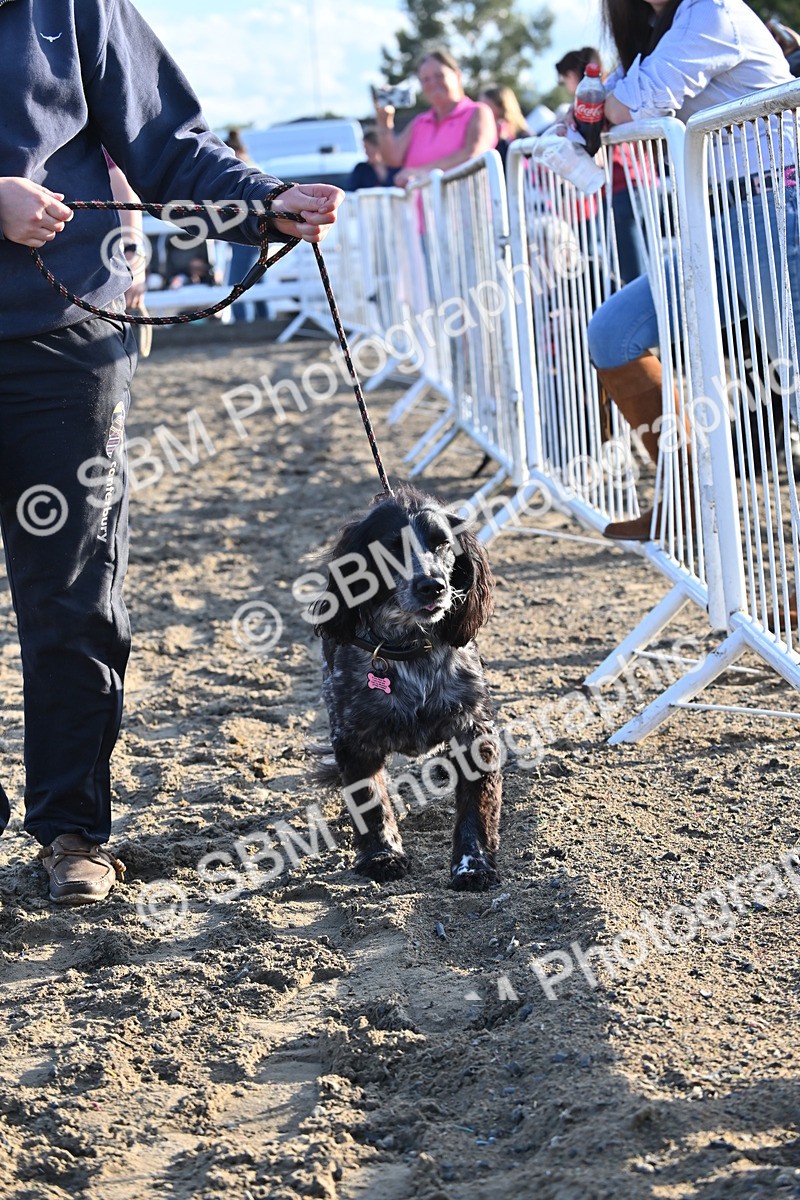 SBM_09425 - Lorry Dogs