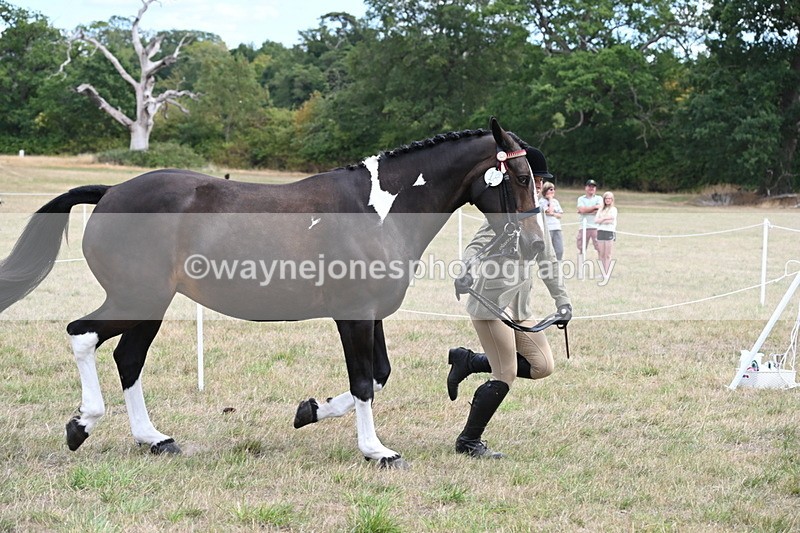 WJ6_5873 - Class 19 In-hand Veterans (Uploaded correct folder)