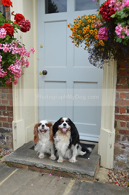  - Cavalier King Charles Spaniels
