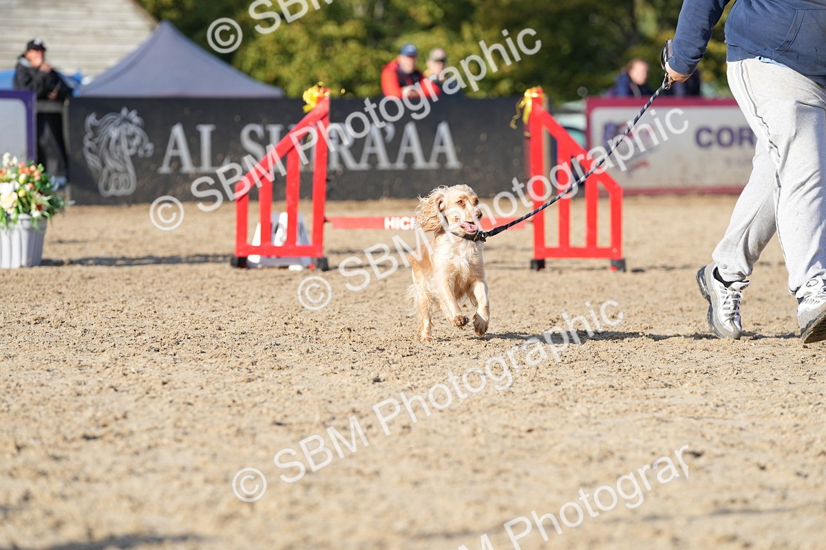 SBM_28985 - J43 - Horse & Hound Open 50cm