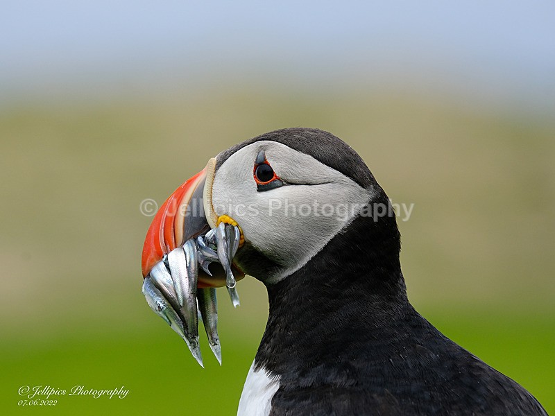  - Wildlife and Nature