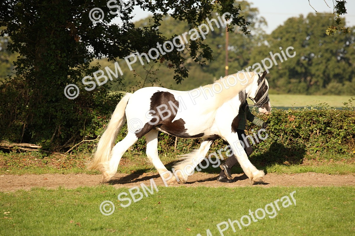 SBM_58674 - S51 - Piebald & Skewbald Horse In Hand