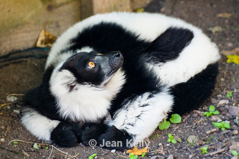 Black and white Ruffed Lemur - 0482 - Lemurs