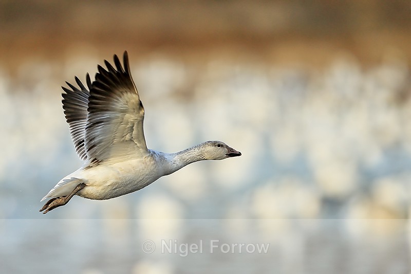 Juvenile Snow Goose (white morph) flying, Bosque del Apache - Snow Goose