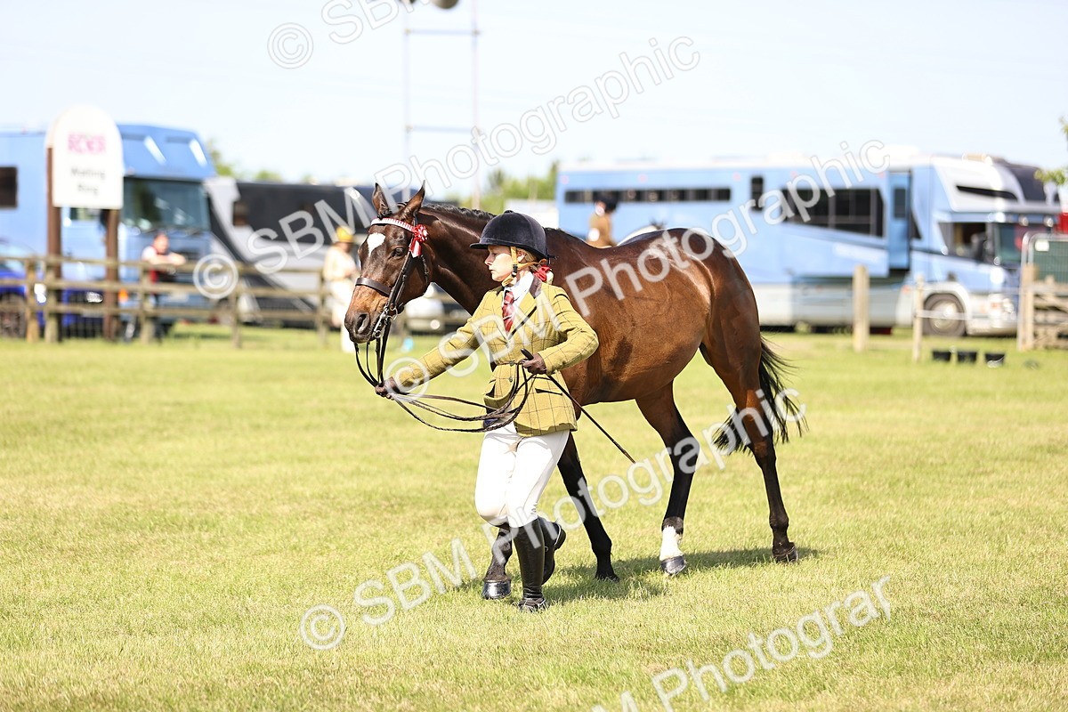 SBM_13033 - Class 75-76 LIHS BSHA Rising Star Hack Riding Horse