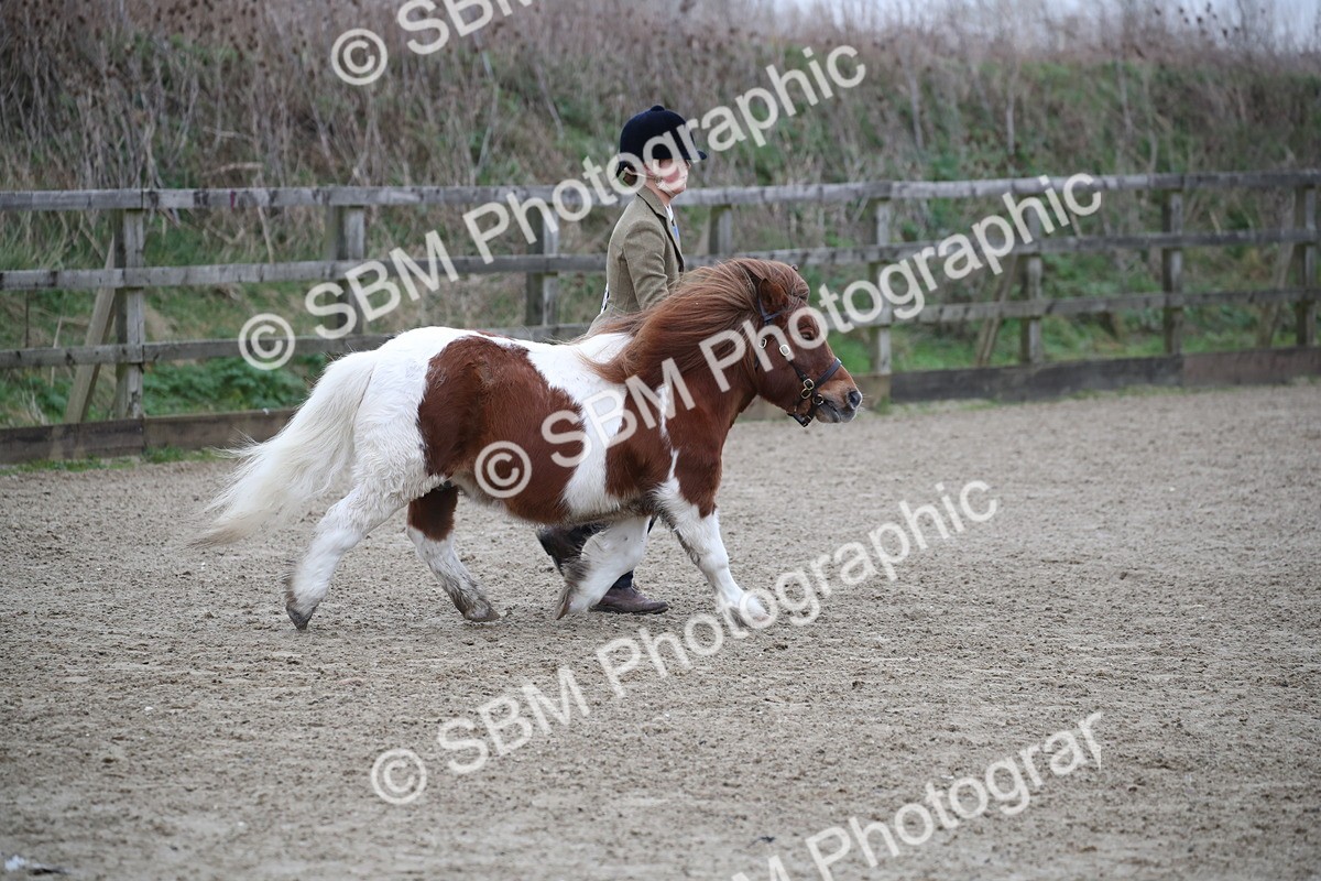 SBM_003931 - Class 1-4 - Young Stock classes Inc. In Hand Championship