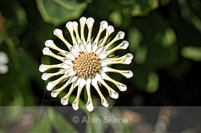 DSC04597 - Flora