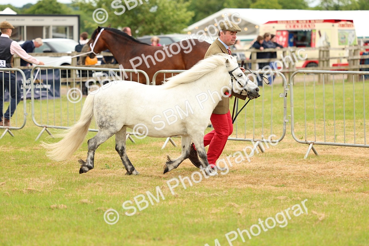 SBM_04411 - Class 64-67 - Shetland Pony In Hand