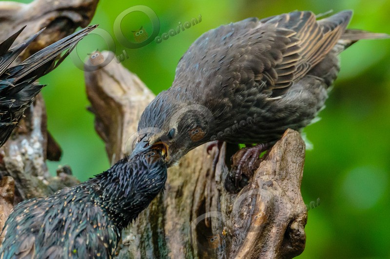 Starling Sturnus vulgaris-9969 - UK birds