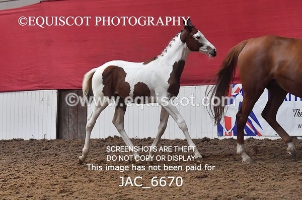 JAC_6670 - 15 Ziggy of Westoak