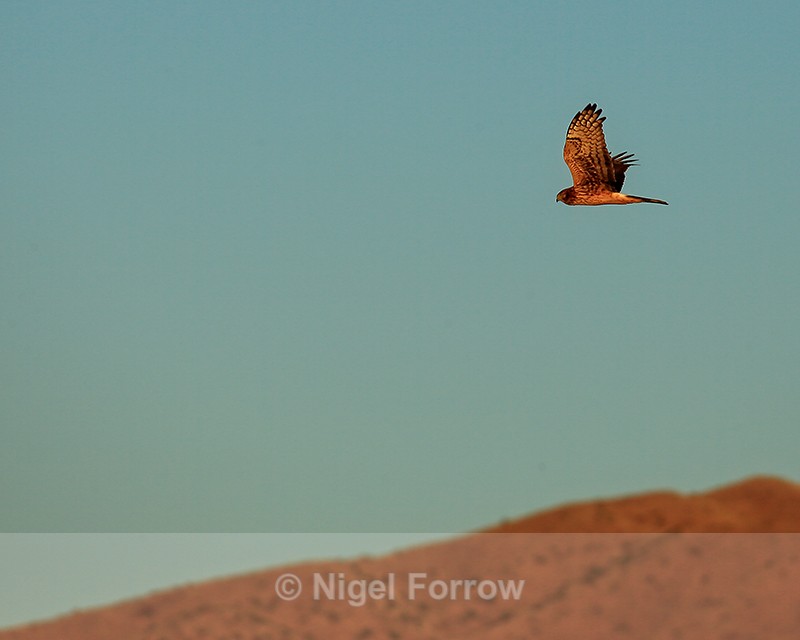 Northern Harrier (female), Bosque del Apache, New Mexico - Northern Harrier