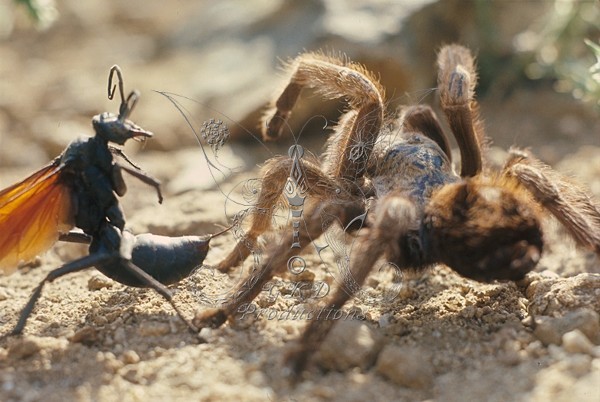 Pepsis Wasp fighting Tarantula - Calif., USA - ANIMALS