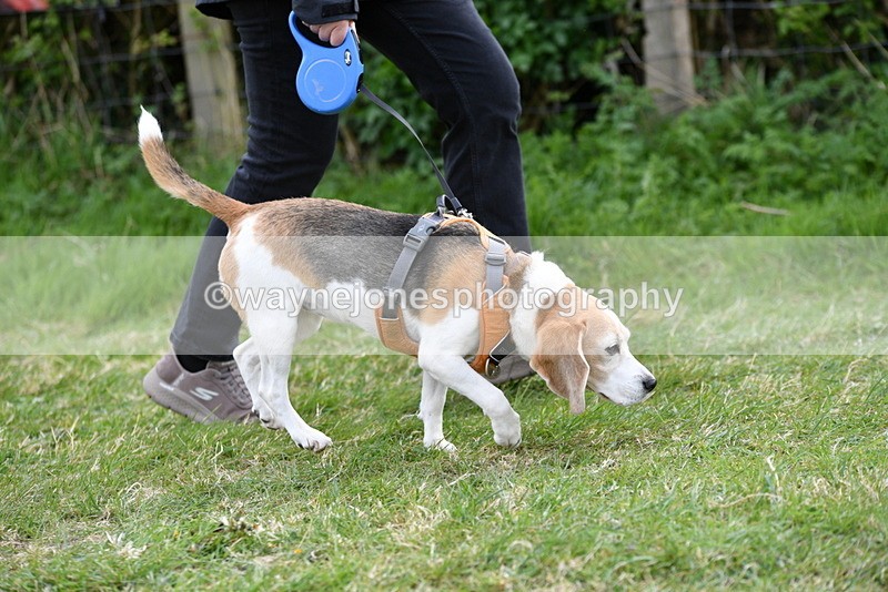 WJ5_0016 - Class 5 Best Veteran / 7 years & over