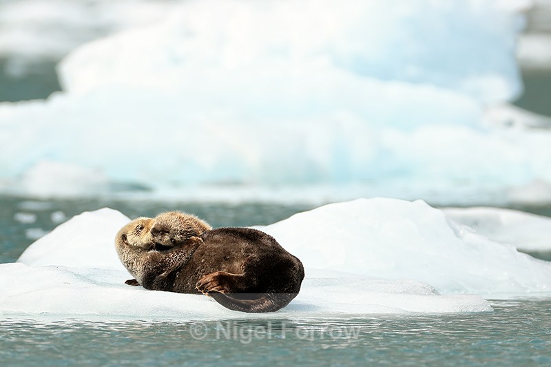 Sea Otter cuddling sleepy kit, Surprise Glacier, Alaska - Otter