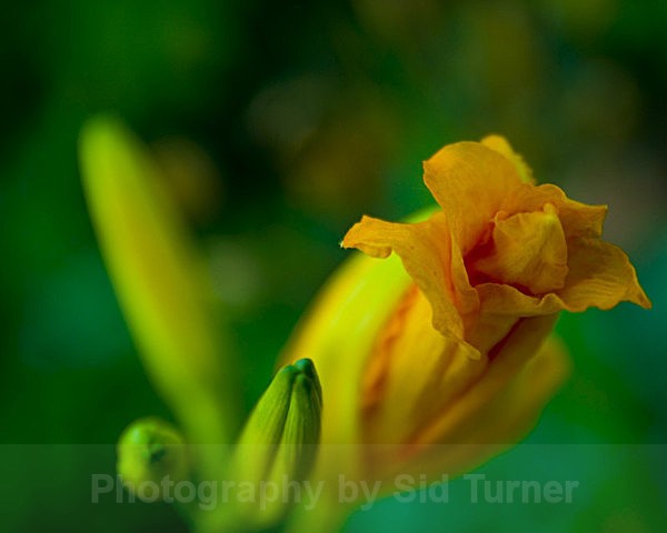  - Flowers and Plants