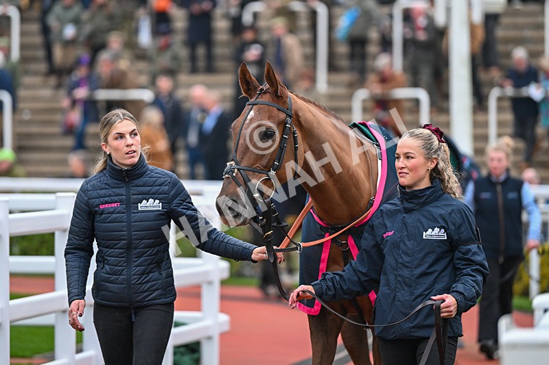 151124-Race 6-Paddock-Cant Resist It-8532 - Race 6