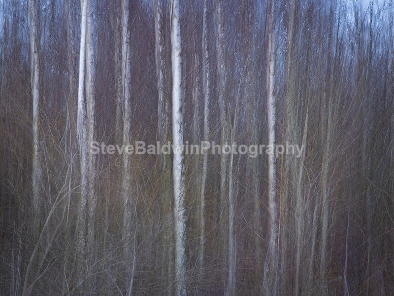 Silver Birch at Dusk: 134E - Earth: Close to Home