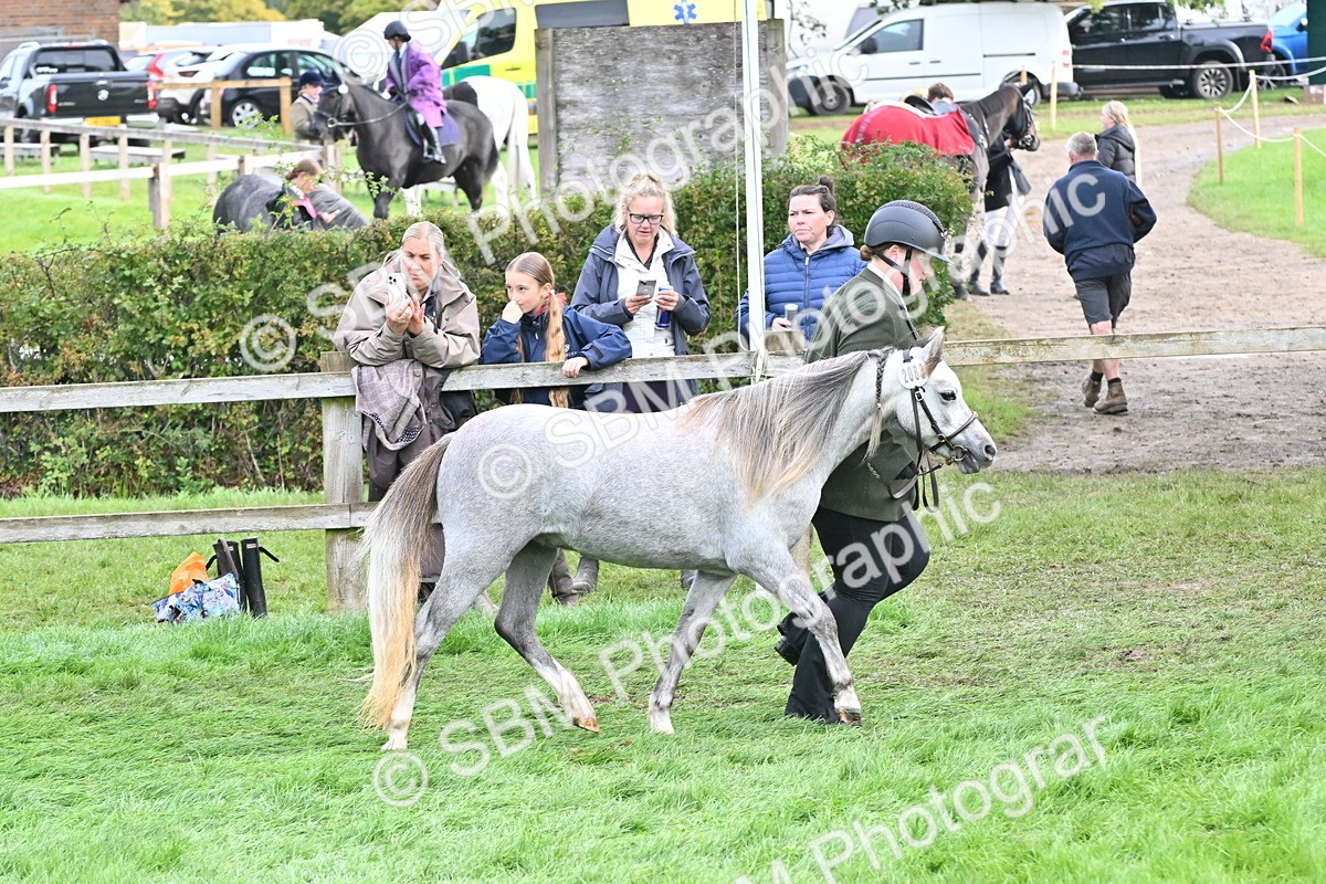 SBM_56909 - S45 - Coloured Pony In Hand