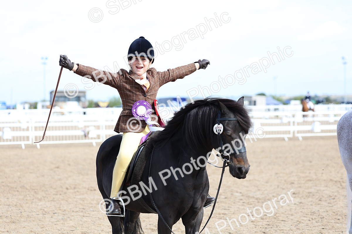 SBM_01927 - Class 18 - Handsomest Gelding - IH or Ridden