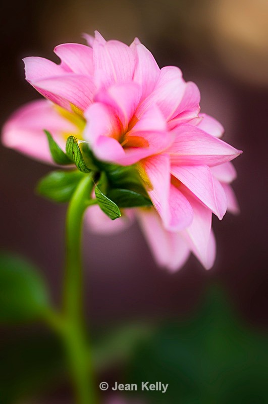 Dahlietta - 1699_00001 - Pink