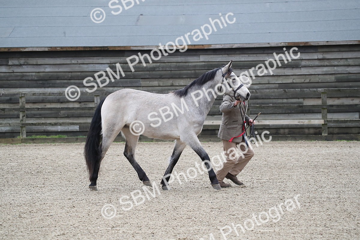 SBM_004013 - Class 1-4 - Young Stock classes Inc. In Hand Championship