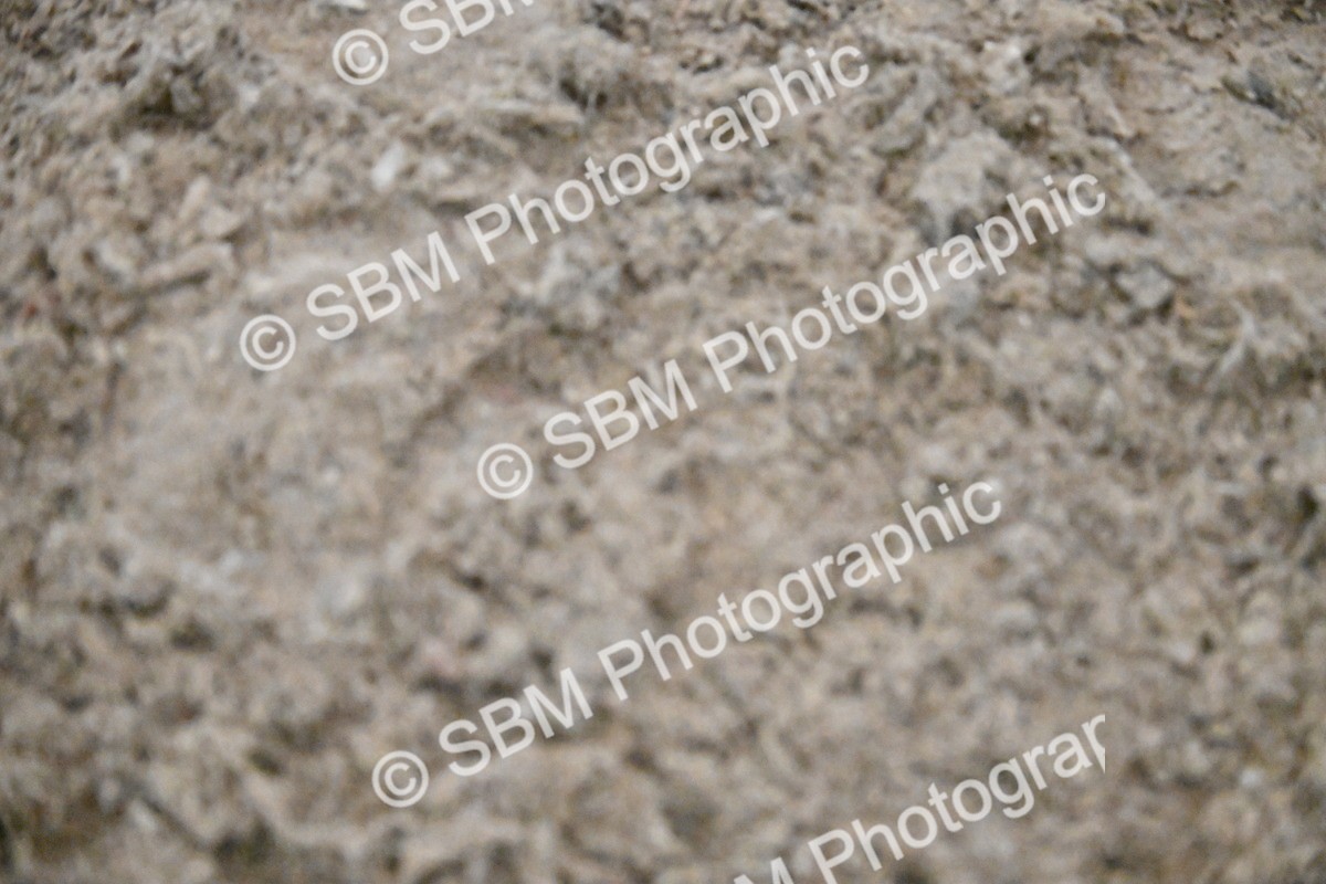 SBM_003026 - Class 37,38 - UKPSAF Performance Horse & Pony