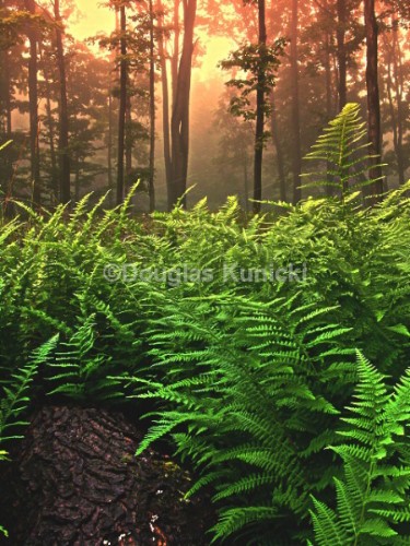 Morning Glow - Allegheny National Forest