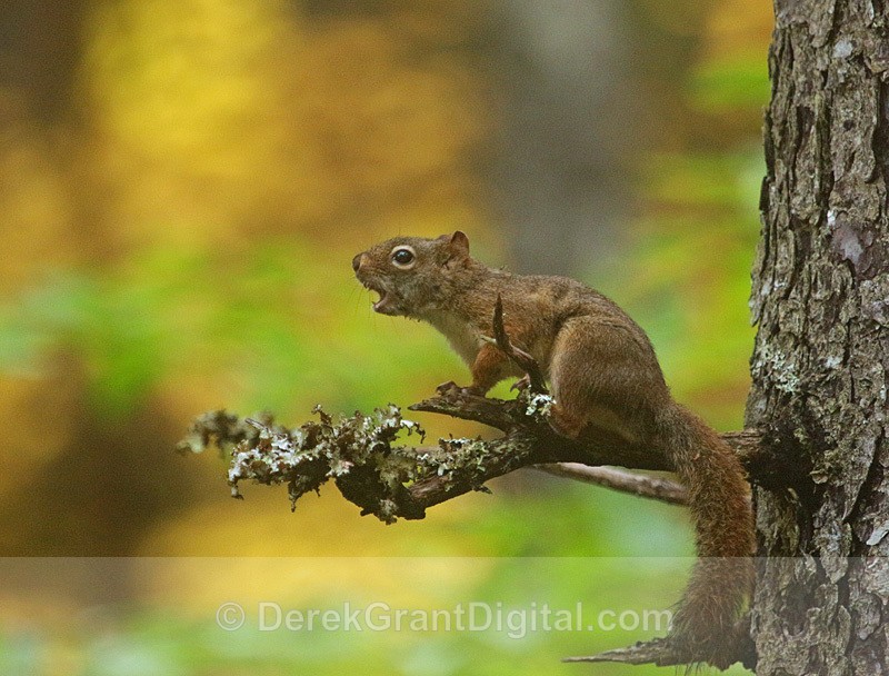 Rabid Red Squirrel - Mammals, Reptiles & Amphibians